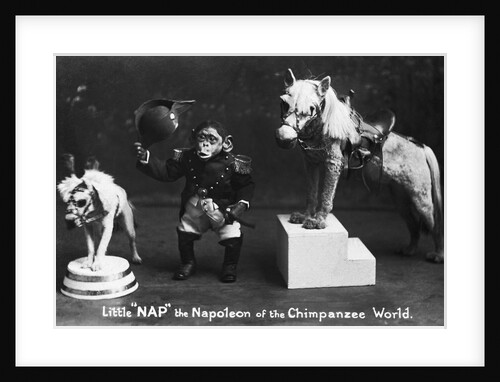 Napoleon of the Chimpanzee World by Anonymous