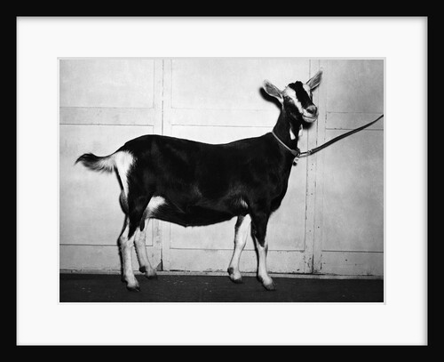 British Alpine Goat by Anonymous