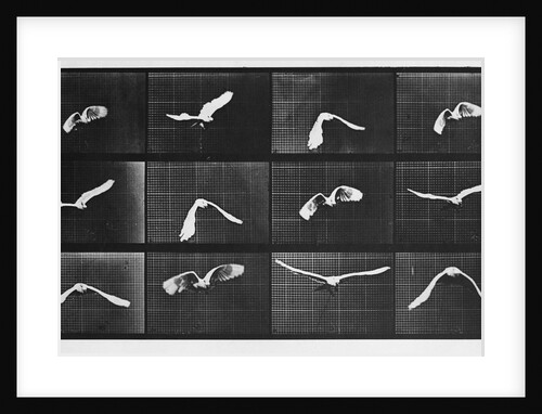 Bird in Flight by Anonymous