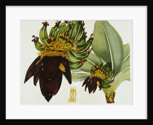Musa Cavendishii by William Curtis
