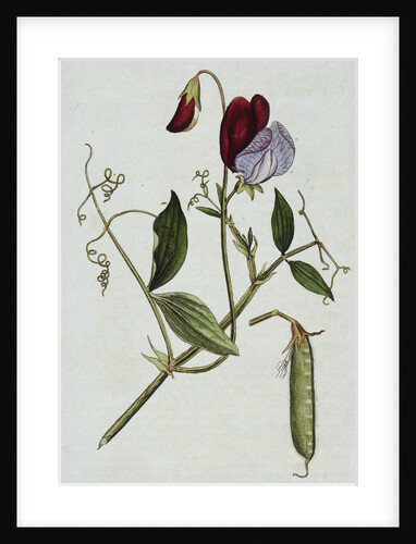 Botanical Illustration of Sweet Pea in Bloom by William Curtis