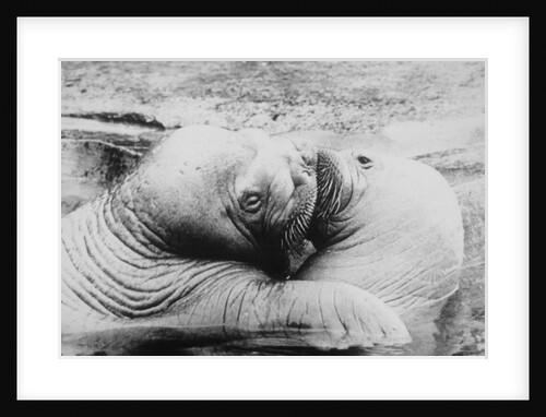 Kissing Walruses by Anonymous