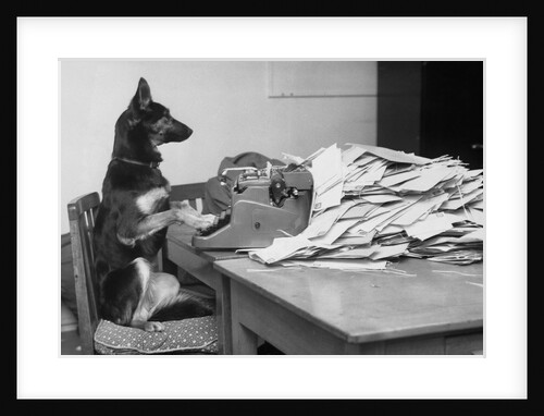 German Shepherd at a Typewriter by Anonymous