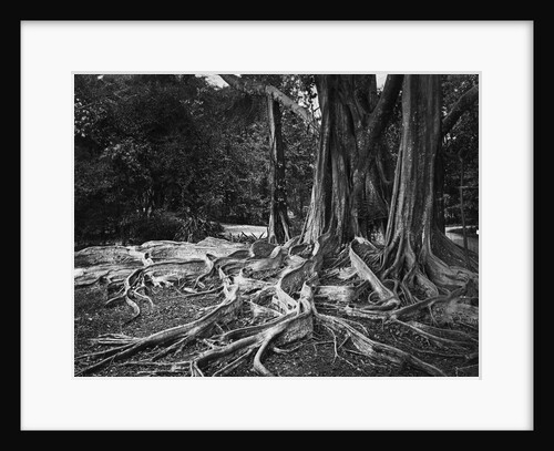 Roots of an Indian Rubber Tree by Anonymous