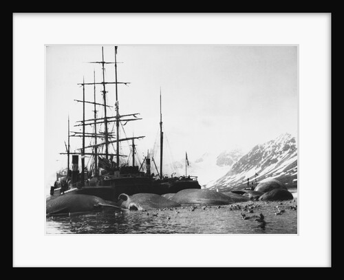 Whaler and Dead Whales by Anonymous
