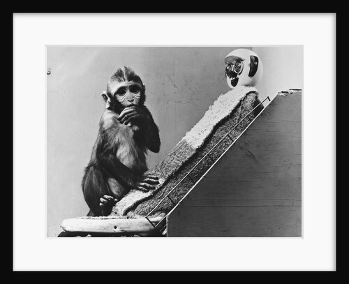 Baby Monkey With Its Surrogate Mother by Anonymous