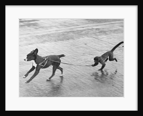 Monkey Walking Dog by Anonymous