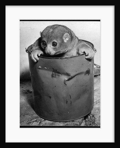 Bosman's Potto in a Paint Can by Anonymous