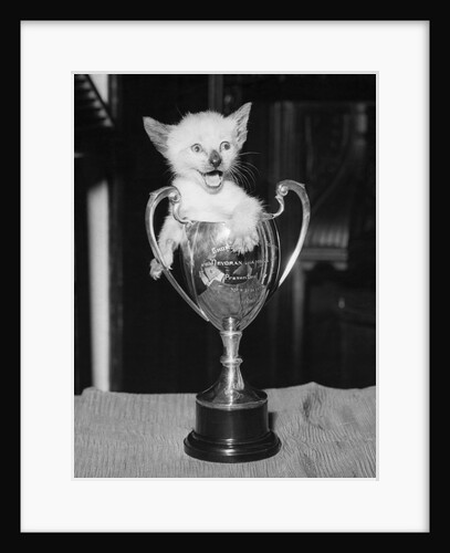 Siamese Kitten in a Trophy Cup by Anonymous