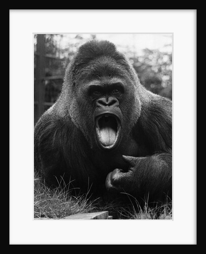 Open-Mouthed Gorilla by Anonymous