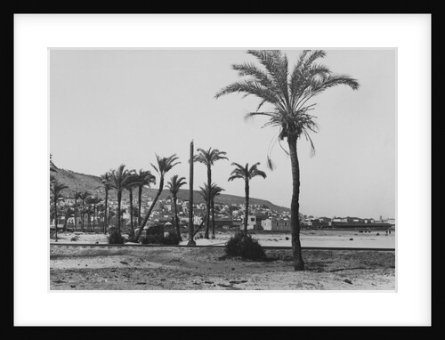 View of Haifa Through Palms by Anonymous