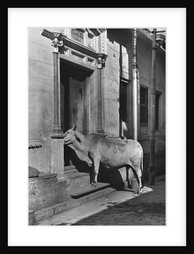Brahmin Cow by Anonymous