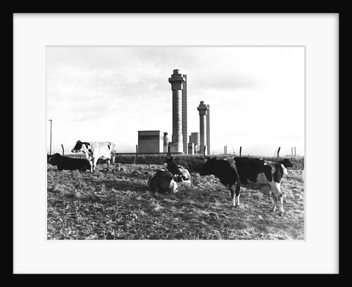Cows Grazing Near Nuclear Power Plant by Anonymous