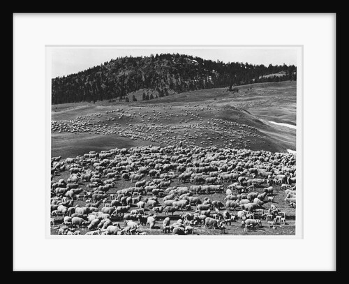 Sheep Grazing on Canadian Plain by Anonymous