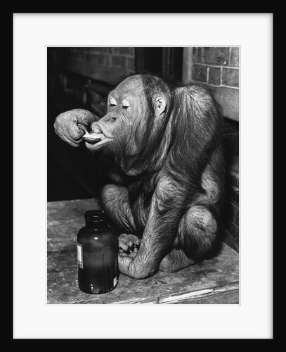 Orangutan Takes His Daily Medicine by Anonymous