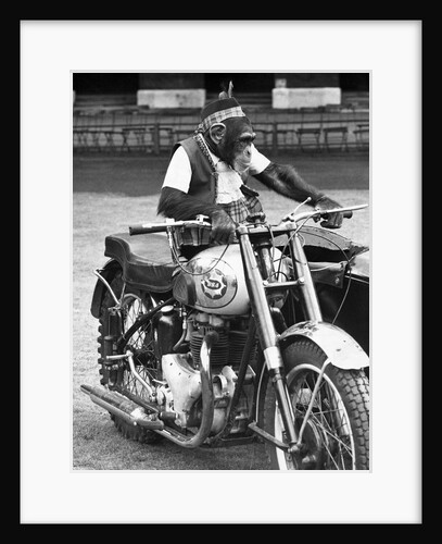 Motorcycle Chimp by Anonymous