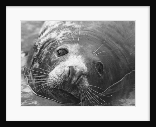 Face of a Grey Seal by Anonymous