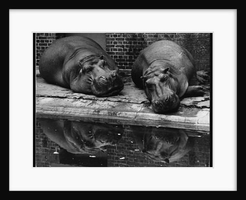 Two Hippos Rest by a Pool by Anonymous