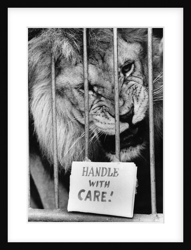 Circus Lion by Anonymous
