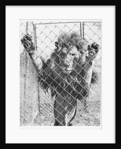 Caged Lion by Anonymous