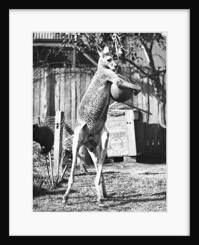 Kangaroo With a Punch Bag by Anonymous
