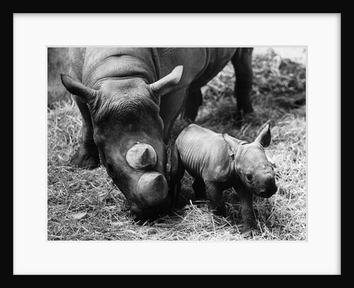 Black Rhinoceros with Her Baby by Anonymous