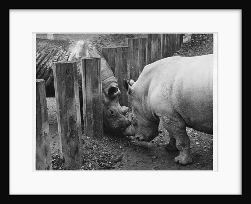 Rhinoceroses Greet Each Other by Anonymous