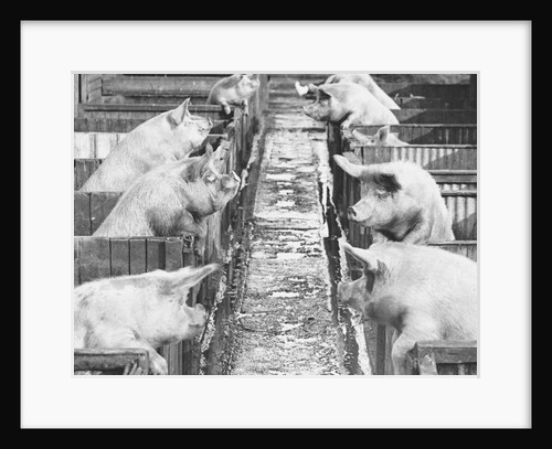 Pigs on a Farm by Anonymous
