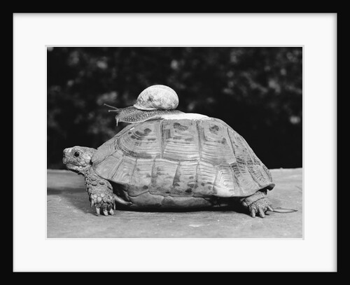 Snail on a Tortoise by Anonymous
