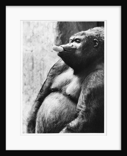 Pregnant Mountain Gorilla by Anonymous
