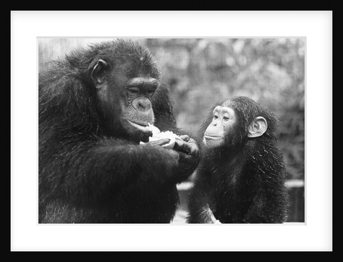 Chimpanzee With Her Young by Anonymous