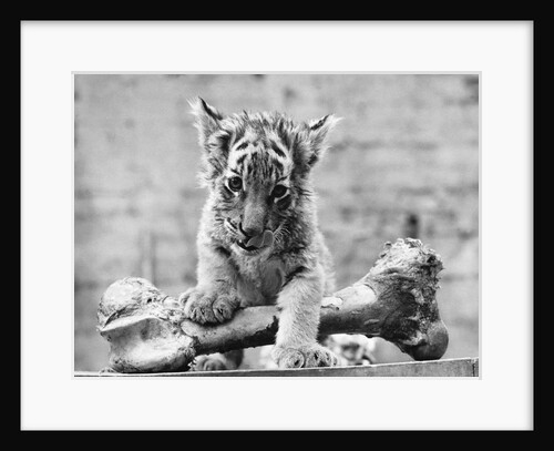 Tiger Cub With Large Bone by Anonymous