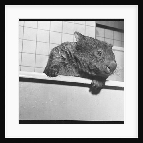 Wombat in a Bathtub by Anonymous