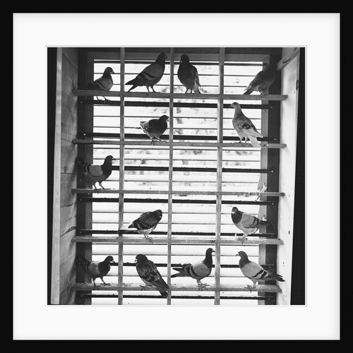 Young Pigeons in a Loft by Anonymous