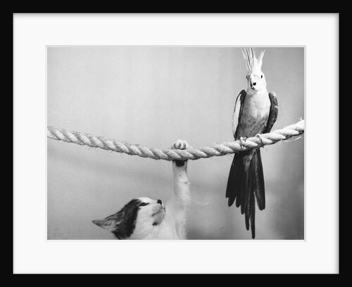 Parrot Perched on Rope, Cat Below by Anonymous