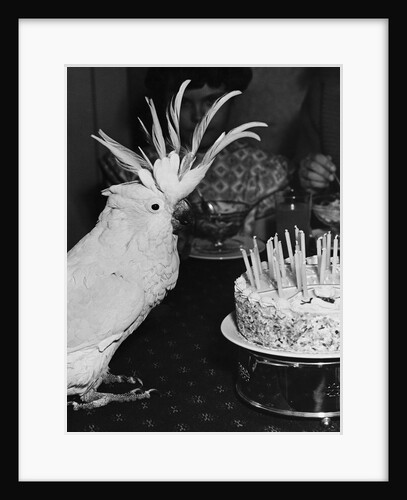 Cocky the Cockatoo's Birthday by Anonymous
