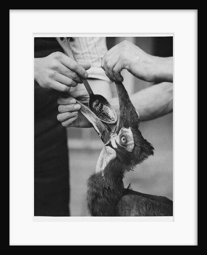 Ground Hornbill Taking Medicine by Anonymous