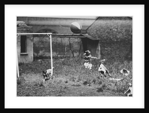 Dogs Playing Soccer by Anonymous