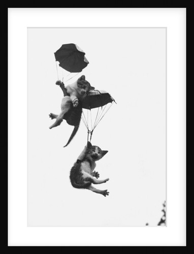 Parachuting Kittens by Anonymous