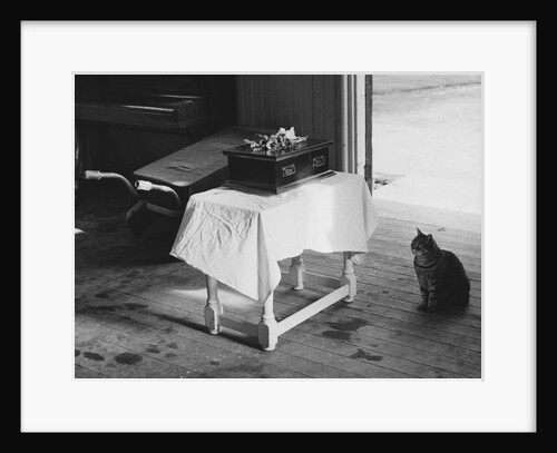 Cat Pays Final Respects by Anonymous