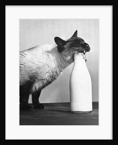 Cat Thief by Anonymous