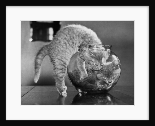 Kittens in a Fish Bowl by Anonymous