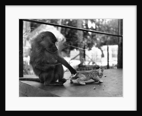 Baboon Pulls a Kitten's Tail by Anonymous