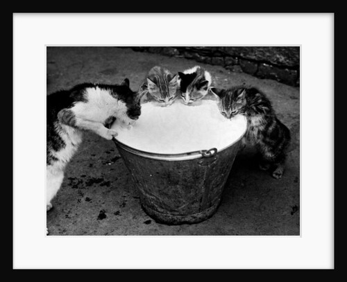 Kittens Slurping from a Pail of Milk by Anonymous