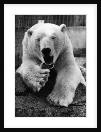 Yawning Polar Bear by Anonymous