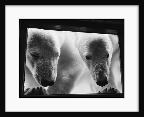 Young Polar Bears at Pool Window by Anonymous