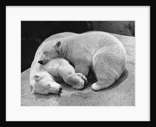 Polar Bear Cubs Asleep on a Rock by Anonymous