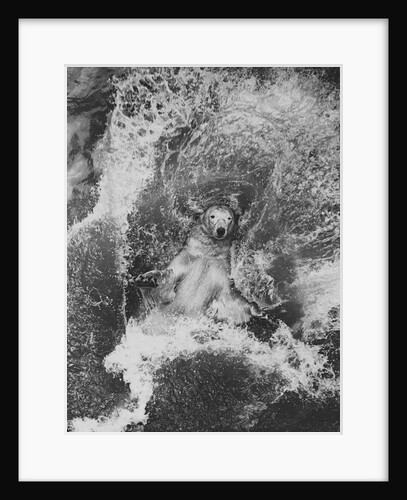 Polar Bear in Splash of Water by Anonymous