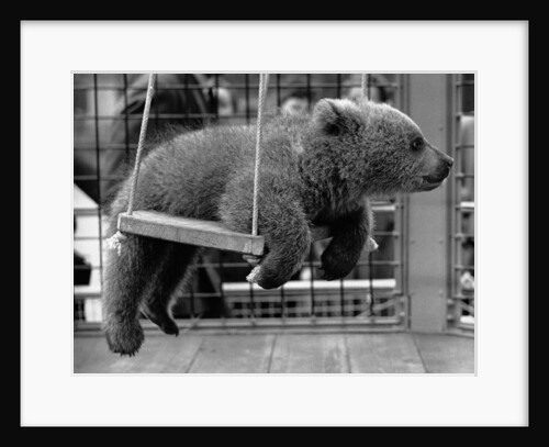 Princess Anne's Bear on His Swing by Anonymous