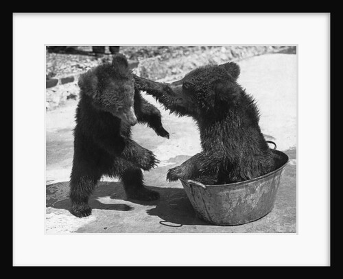 Russian Bear Cubs Come to Blows by Anonymous